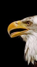 Scaricare immagine 1080x1920 Animals, Birds, Eagles sul telefono gratis.