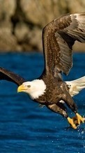 Eagles,Birds,Animals per Sony Xperia ZR