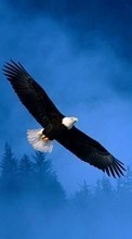 Scaricare immagine Eagles,Birds,Animals sul telefono gratis.