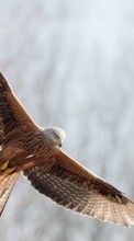 Scaricare immagine Eagles,Birds,Animals sul telefono gratis.