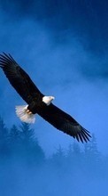 Scaricare immagine 240x320 Animals, Birds, Eagles sul telefono gratis.