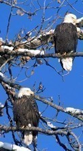 Scaricare immagine 128x160 Animals, Birds, Eagles sul telefono gratis.