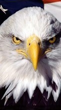 Scaricare immagine Animals, Birds, Eagles sul telefono gratis.