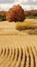 Scaricare immagine 240x320 Landscape, Fields, Autumn sul telefono gratis.