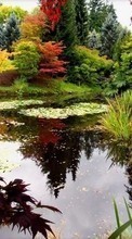 Scaricare immagine 240x320 Plants, Landscape, Water, Rivers, Autumn sul telefono gratis.