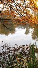 Scaricare immagine Plants, Landscape, Water, Autumn sul telefono gratis.