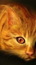 Scaricare immagine Cats,Pictures,Animals sul telefono gratis.