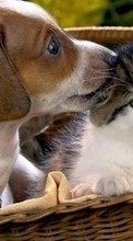 Scaricare immagine Cats,Dogs,Animals sul telefono gratis.