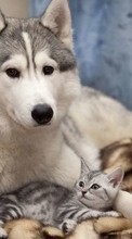 Cats,Dogs,Animals per Samsung Galaxy Tab 2