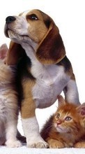 Scaricare immagine Cats,Dogs,Animals sul telefono gratis.