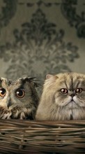 Scaricare immagine Cats,Owl,Animals sul telefono gratis.
