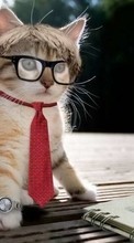 Scaricare immagine Cats, Funny, Animals sul telefono gratis.