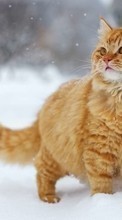 Cats, Animals per Samsung Galaxy Note 5