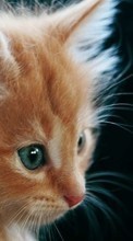 Scaricare immagine Cats, Animals sul telefono gratis.