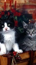 Cats, Animals per Sony Ericsson W200