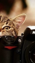 Scaricare immagine Cats,Animals sul telefono gratis.