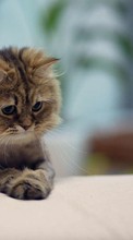 Cats,Animals per Samsung Galaxy Grand 2