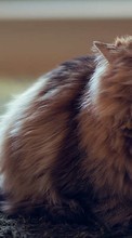 Cats,Animals per Sony Ericsson Xperia X8