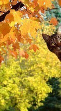 Cats,Animals per Nokia Lumia 520