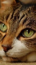 Cats,Animals per Sony Xperia P