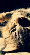 Scaricare immagine Cats,Animals sul telefono gratis.