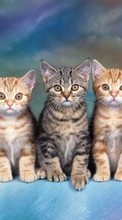 Cats,Animals per Xiaomi Mi 11