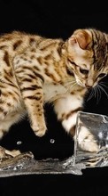 Cats,Animals per Sony Ericsson C510