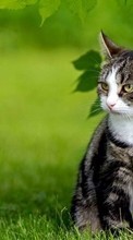 Cats,Animals per OnePlus One