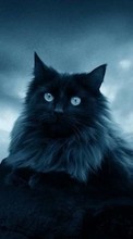Cats,Animals per Motorola DROID Pro
