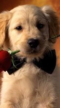 Scaricare immagine Animals, Dogs, Roses, Postcards sul telefono gratis.