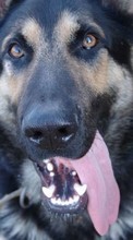Scaricare immagine 240x320 Animals, Dogs, Shepherds sul telefono gratis.