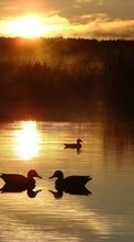 Scaricare immagine Landscape, Nature, Water, Sunset, Ducks, Sun, Lakes sul telefono gratis.