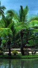 Palms,Landscape per Samsung Corby S3650