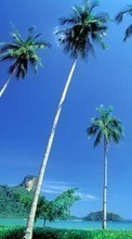 Scaricare immagine Palms,Landscape sul telefono gratis.