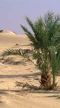 Scaricare immagine Palms, Landscape, Sand, Desert, Plants sul telefono gratis.