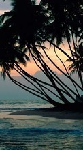 Palms,Landscape,Beach per Samsung Wave