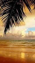 Palms,Landscape,Beach per Samsung S5233
