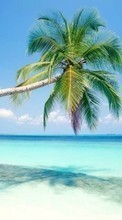 Scaricare immagine Palms,Landscape,Beach sul telefono gratis.