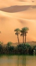 Scaricare immagine Palms,Landscape,Nature,Desert sul telefono gratis.