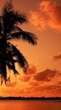 Scaricare immagine Palms,Landscape,Nature,Sunset sul telefono gratis.