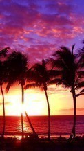 Scaricare immagine Palms, Landscape, Sun, Sunset sul telefono gratis.