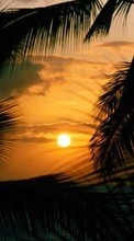 Scaricare immagine Palms,Landscape,Sunset sul telefono gratis.