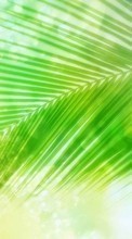 Scaricare immagine 800x480 Plants, Palms sul telefono gratis.