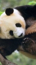 Scaricare immagine 800x480 Animals, Bears, Pandas sul telefono gratis.