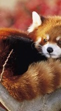 Scaricare immagine Pandas, Animals sul telefono gratis.