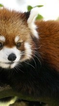 Scaricare immagine Pandas, Animals sul telefono gratis.