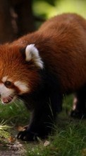 Scaricare immagine Pandas,Animals sul telefono gratis.