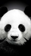 Pandas,Animals per LG Optimus L5 2 E450