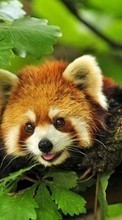 Pandas,Animals per Vivo X51 5G