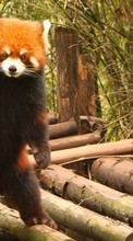 Scaricare immagine Pandas,Animals sul telefono gratis.